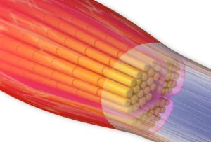 Detailansicht eines Muskelfaserbündels mit umliegendem Fasziengewebe – anatomische Illustration der Faszienstruktur und Kollagenfasern